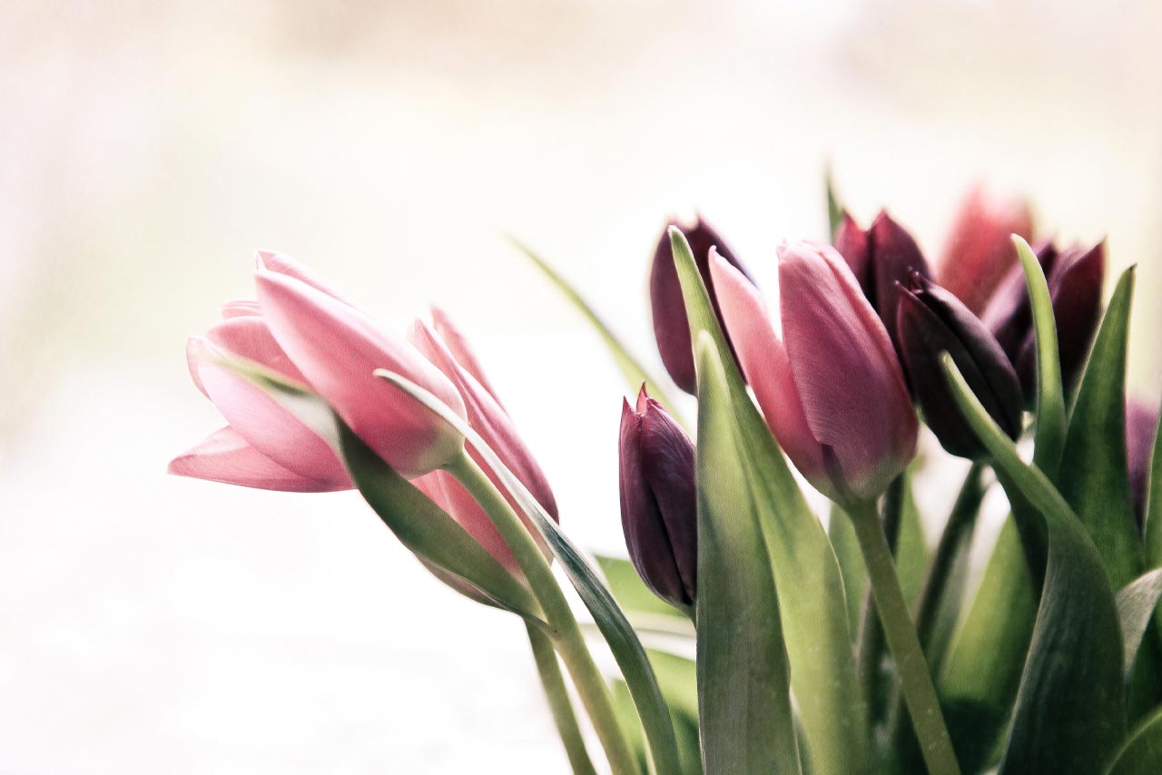 Flowers For The Pisces In Your Life