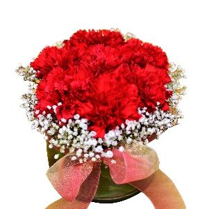 Red Carnation